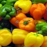 Biber za staklenik u predgrađu